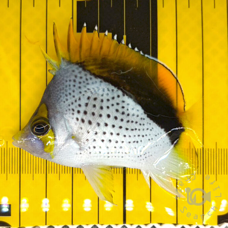 Declivis-Butterfly_251208