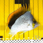 Declivis-Butterfly_251208