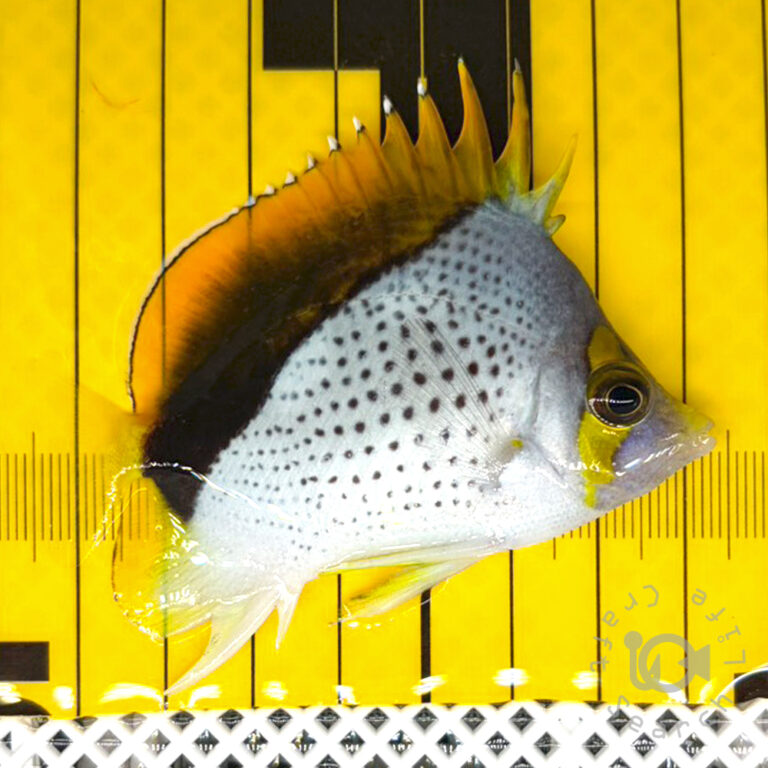 Declivis-Butterfly_251208