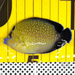 Goldflake-Angelfish_251208