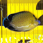 Goldflake-Angelfish_251208