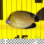 Goldflake-Angelfish_251207