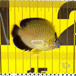 Goldflake-Angelfish_251207