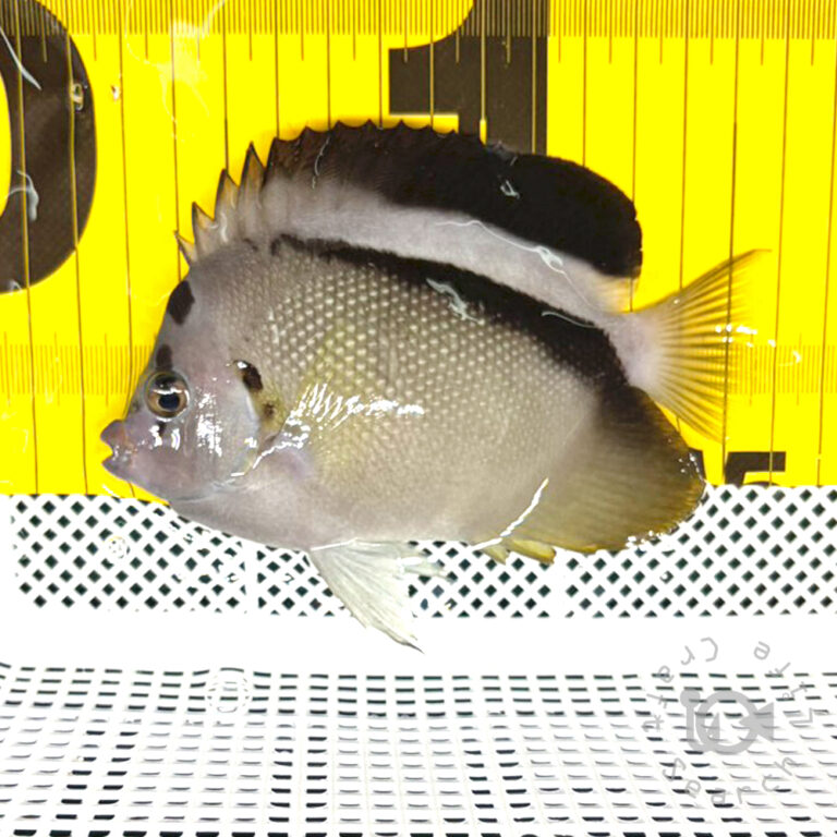 Griffis-Angelfish_2501213