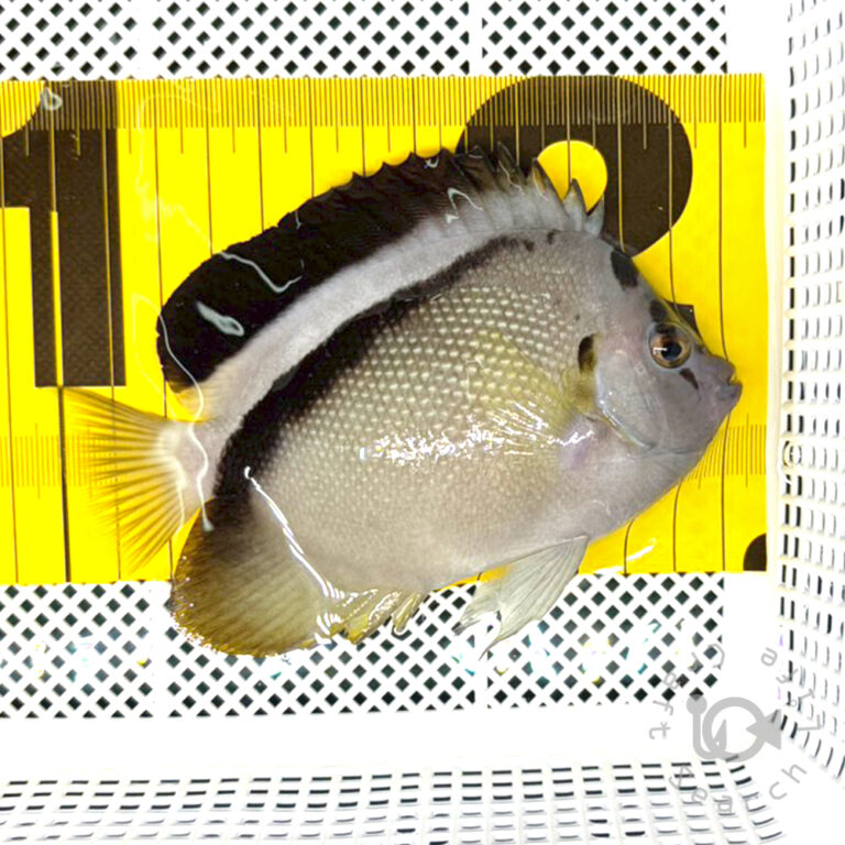 Griffis-Angelfish_2501213