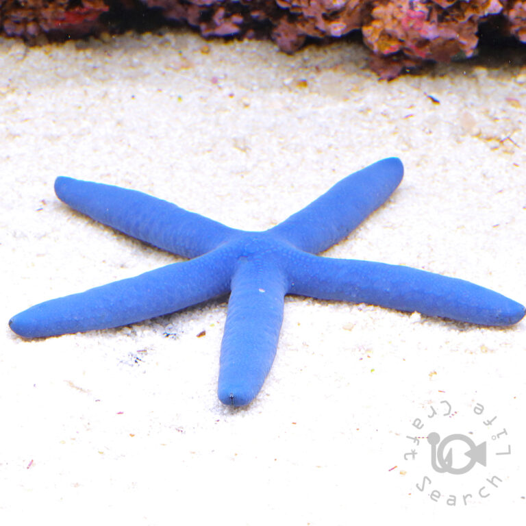 Blue-Sea-Star