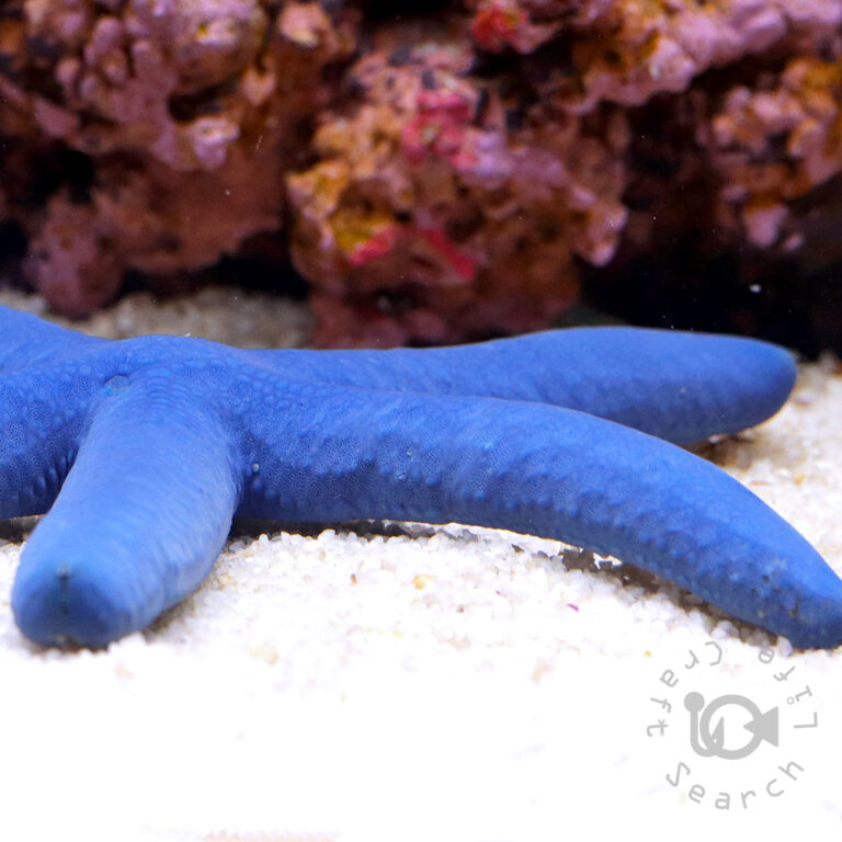 Blue-Sea-Star