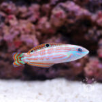 Christmas-Wrasses
