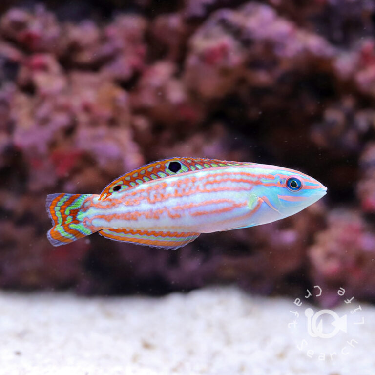 Christmas-Wrasses
