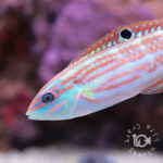 Christmas-Wrasses