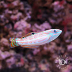 Christmas-Wrasses