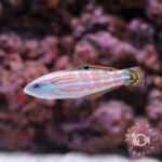Christmas-Wrasses