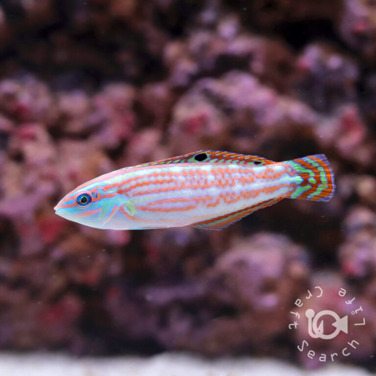 Christmas-Wrasses