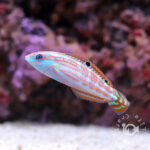 Christmas-Wrasses