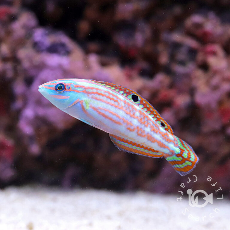 Christmas-Wrasses