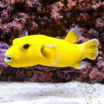 Golden-Puffer_251214