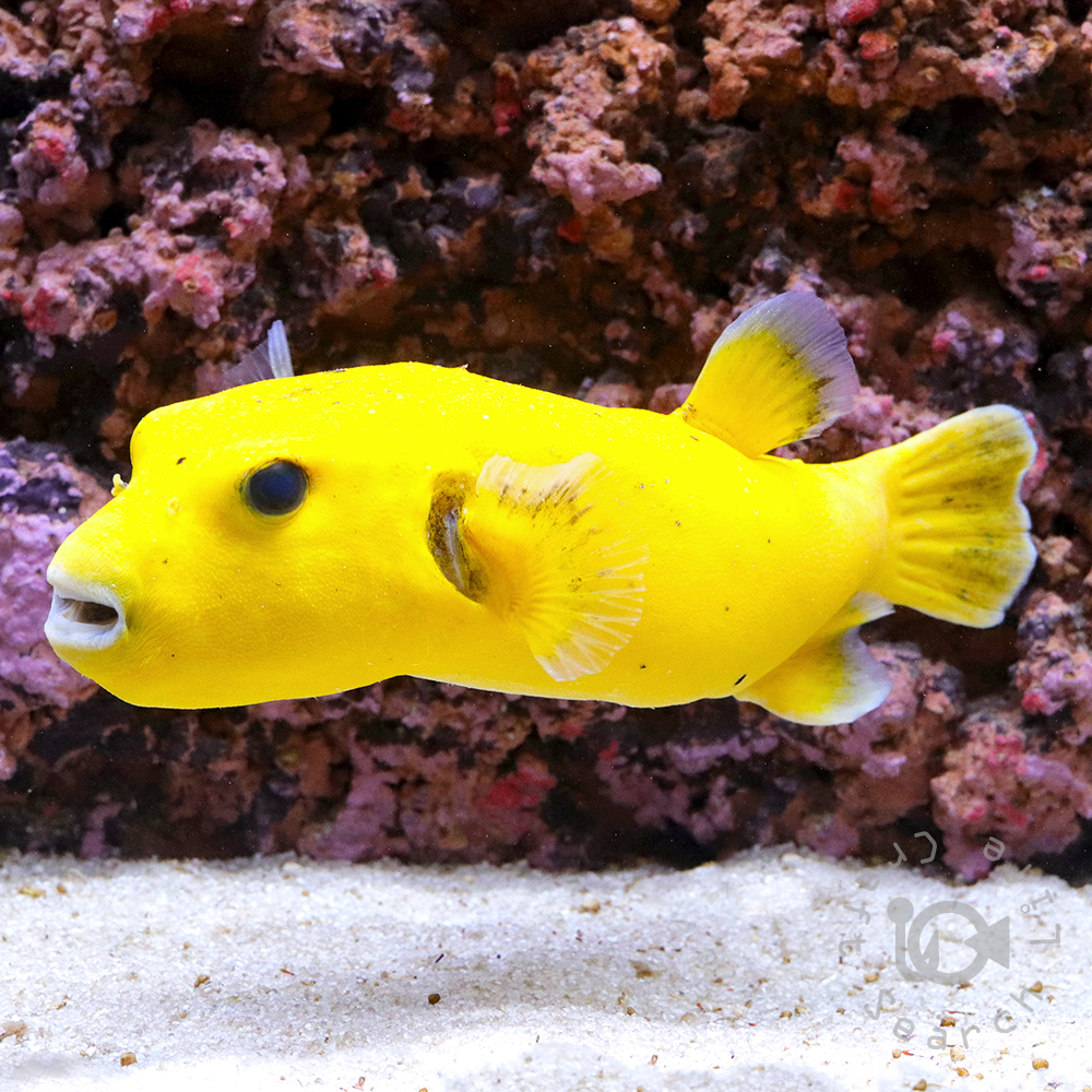 ニジハギ - 海水魚・小型水槽・人工ライブロック通販｜サーチライフ