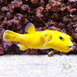 Golden-Puffer_251214