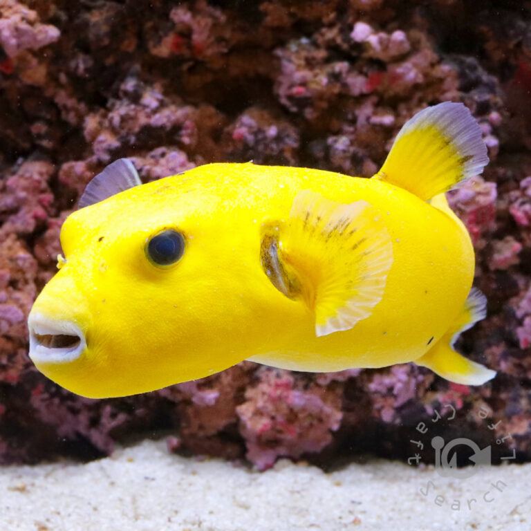 Golden-Puffer_251214