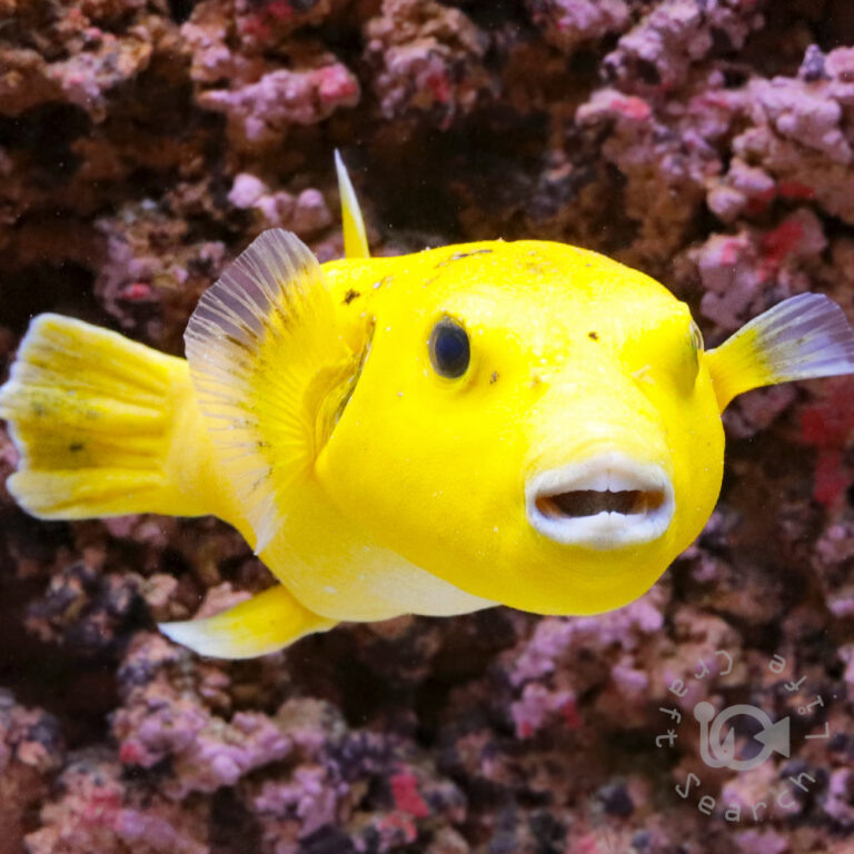 Golden-Puffer_251214