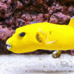 Golden-Puffer_251214