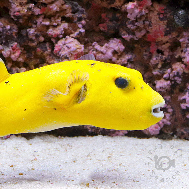 Golden-Puffer_251214
