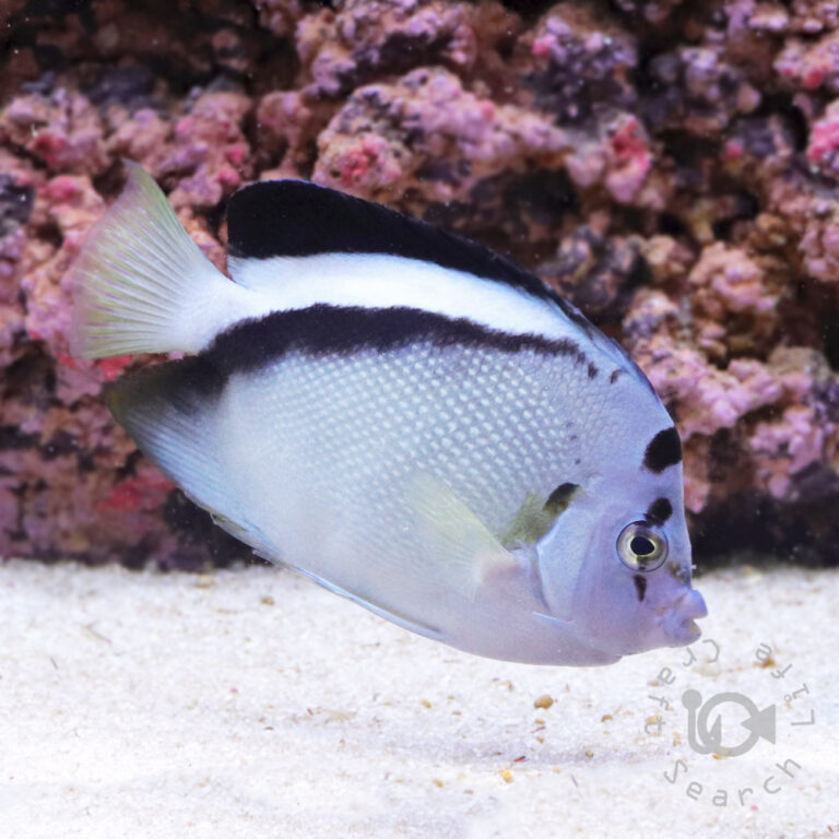 Griffis-Angelfish_2501213