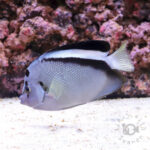 Griffis-Angelfish_2501213