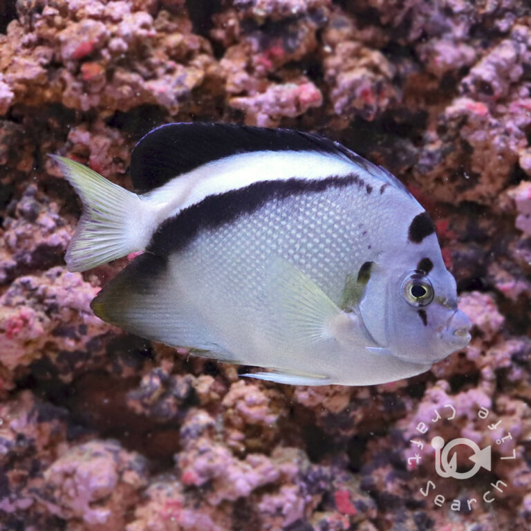 Griffis-Angelfish_2501213