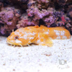 Orange-Toadfish