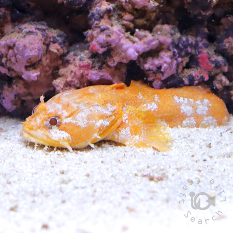 Orange-Toadfish