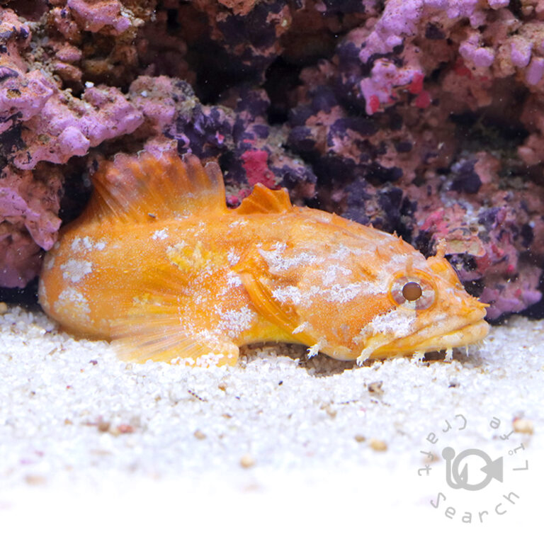 Orange-Toadfish