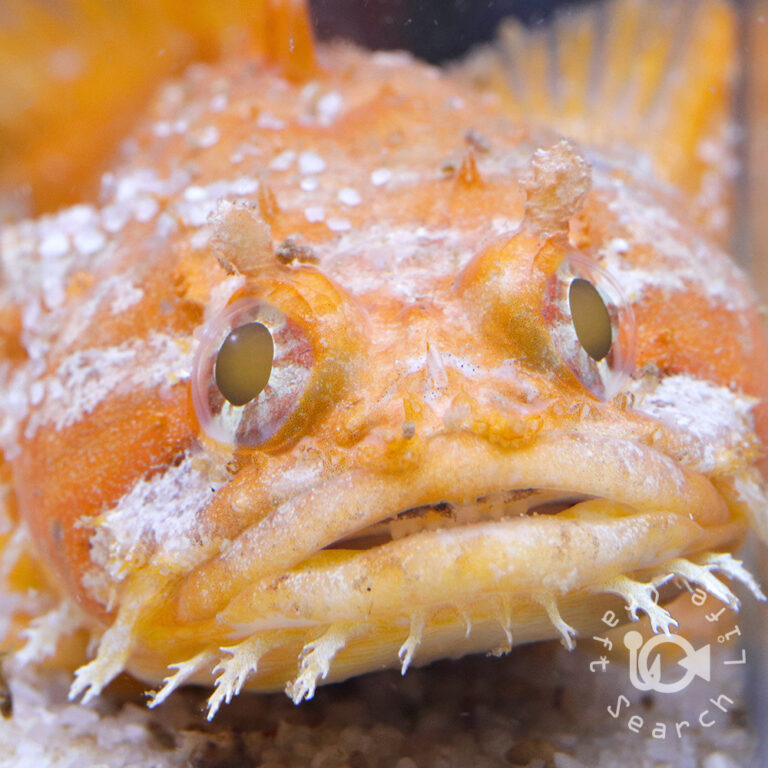 Orange-Toadfish