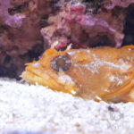Orange-Toadfish