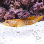 Orange-Toadfish
