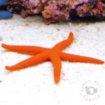 Red-Linckia-Starfish
