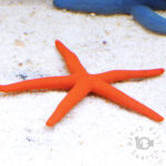 Red-Linckia-Starfish