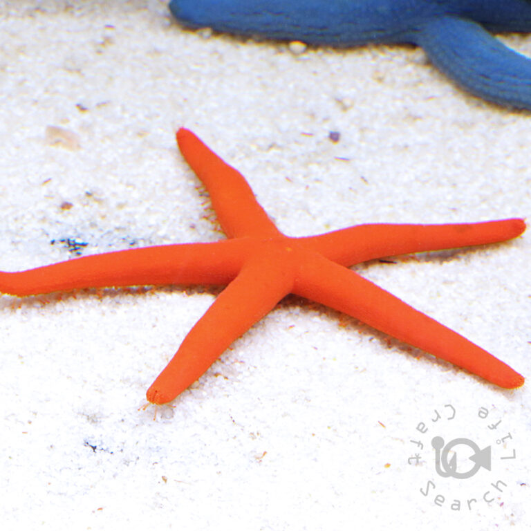 Red-Linckia-Starfish