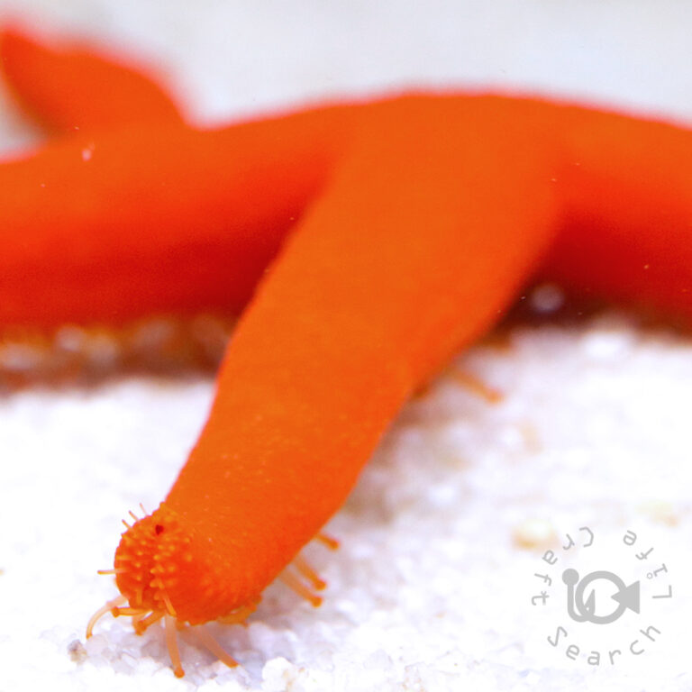 Red-Linckia-Starfish