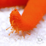 Red-Linckia-Starfish