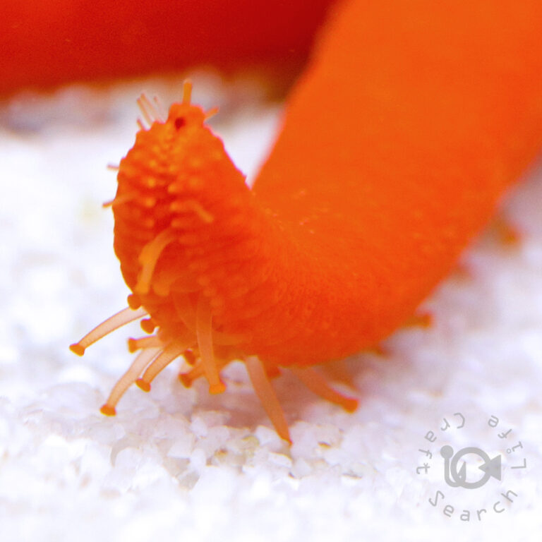 Red-Linckia-Starfish