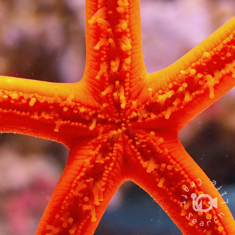 Red-Linckia-Starfish