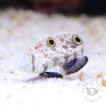 Signal-Goby