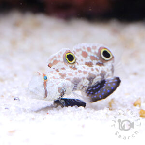 Signal-Goby