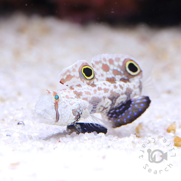 Signal-Goby