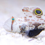 Signal-Goby