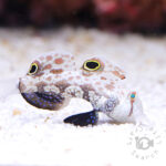 Signal-Goby