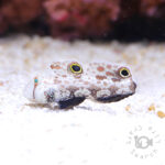 Signal-Goby