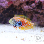 Splendid-Leopard-Wrasse