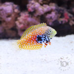 Splendid-Leopard-Wrasse